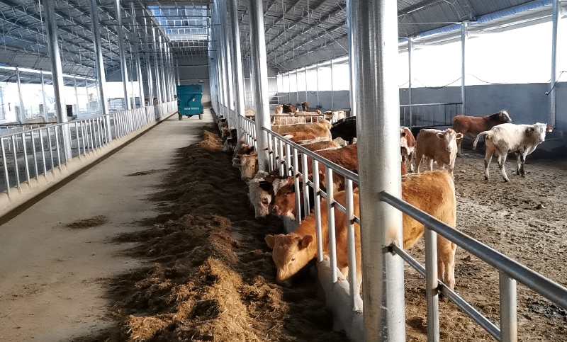 安徽凤阳 肉牛养殖助力脱贫增收 谱写畜牧业发展新篇章