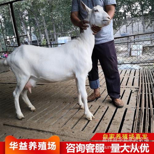 4个月奶山羊价格及萨能奶山羊养殖指南